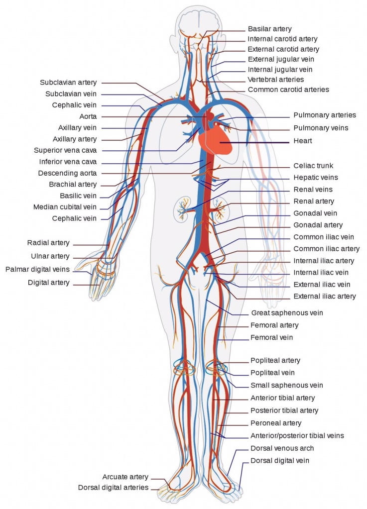 The Body Systems and How to Support Them – behcetsfighter